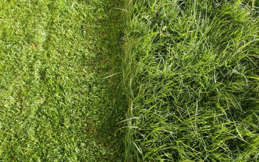 Turf vs Artificial Grass: Key Differences and Safety