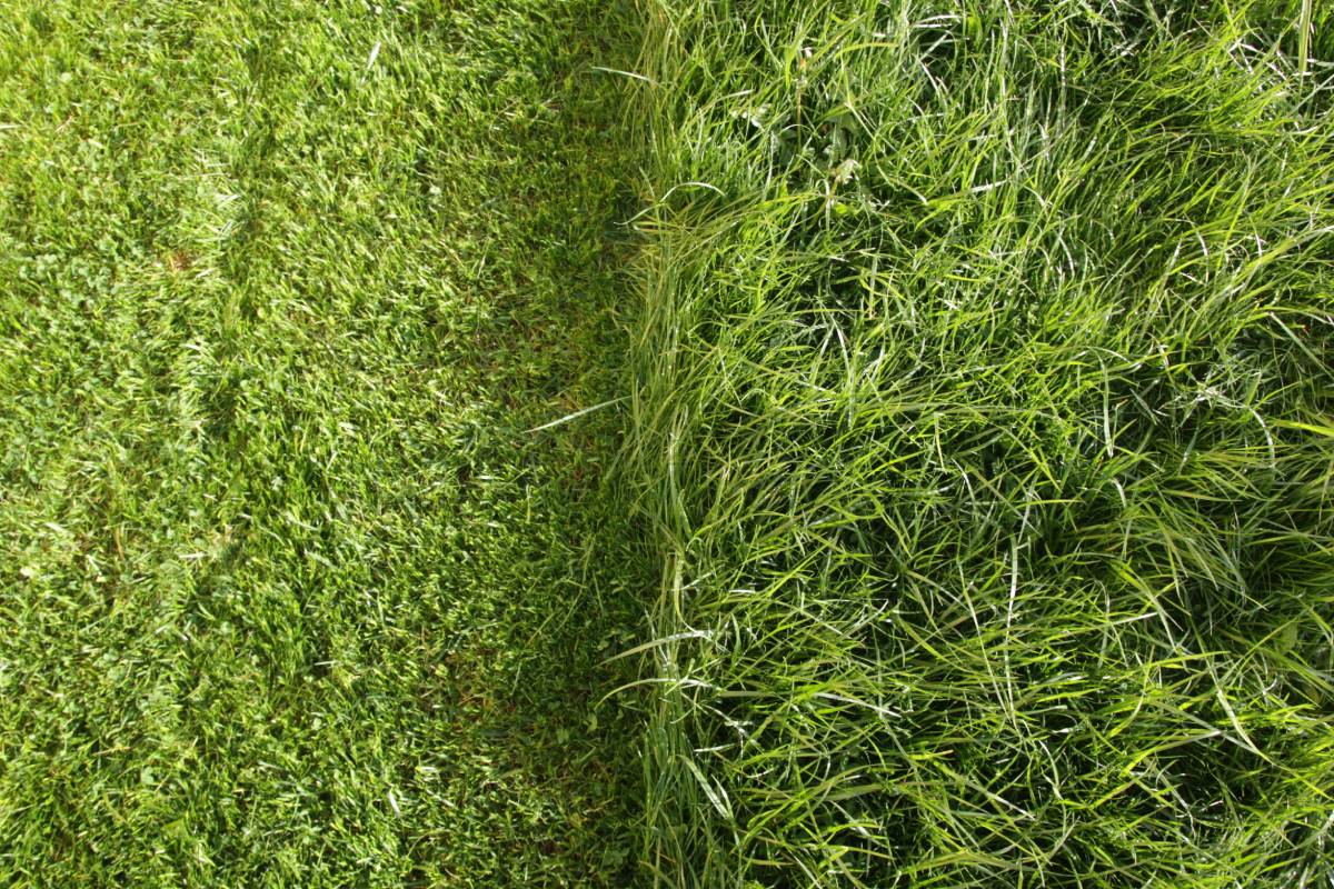 Turf vs Artificial Grass: Key Differences and Safety