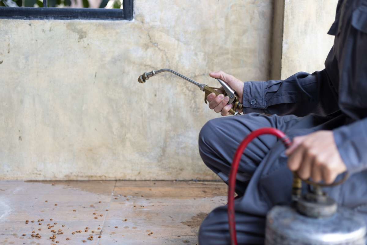 The Hidden Cost of Skipping Termite Inspections on Your Biggest Investment